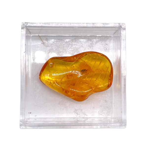 Amber Specimen