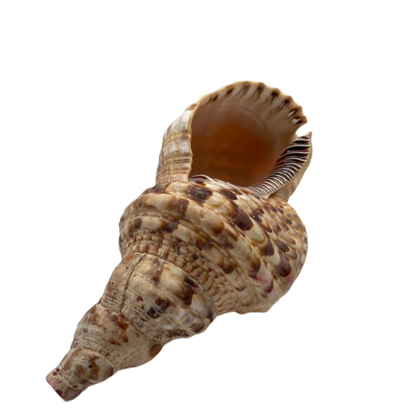 Conch Shell