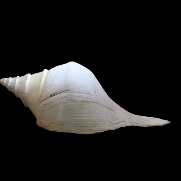 Conch shell
