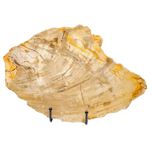 Petrified Wood Slab 3