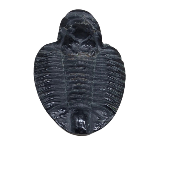 Trilobite Fossil