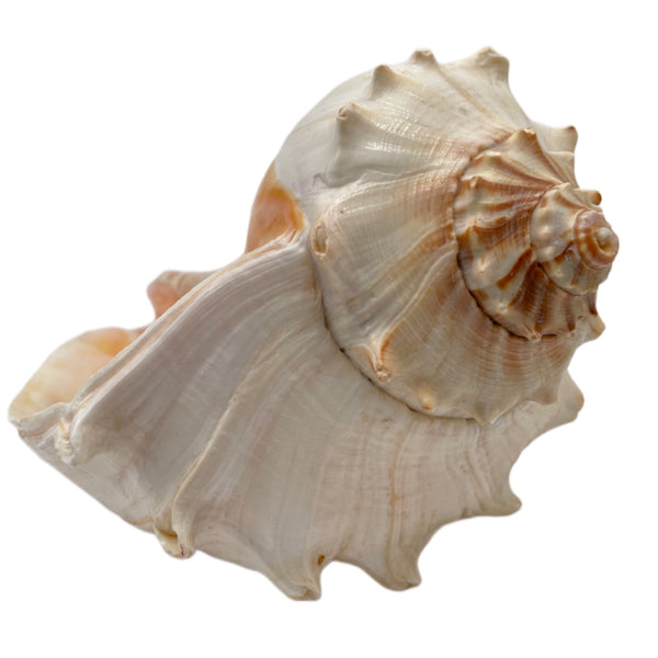 Conch Shell