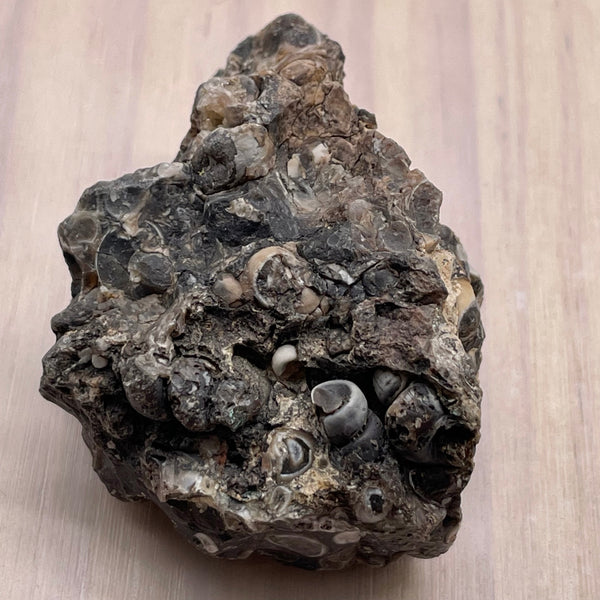 Turritella agate stone