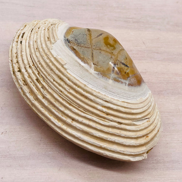 Bivalvia clam rough pelecypoda fossil